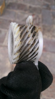 alte Schnecke.jpg
