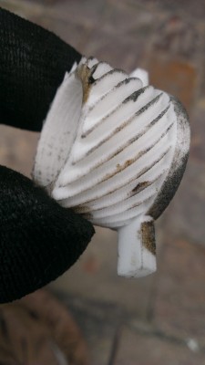 neue Schnecke.jpg