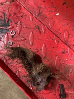 IMG_0304.jpeg